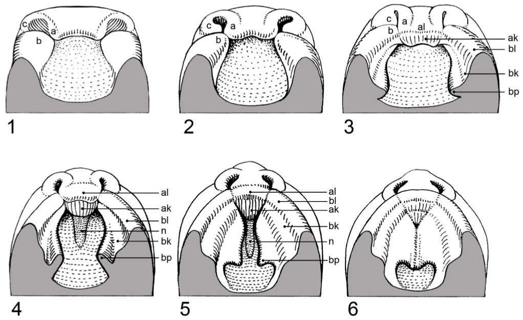 Figuur 1. Onderaanzicht van de embryonale ontwikkeling in opvolgende leeftijd van het primaire/eerste gehemelte (1-3) en het secundaire/tweede gehemelte (4-6; (Vermeij-Keers en ten Donkelaar, 2014). 1.1 De twee voorlopers van het rechter en linker neusgat zijn zichtbaar. De drie welvingen rond ieder neusgat vormen later de neus; (a) middelste neuswelving (b) kaakwelving (c) buitenste neuswelving. Het embryo is nog maar 7 mm groot. 1.2 en 1.3 laten de ontwikkeling van de neusgaten en het primaire/eerste gehemelte zien door uitgroei en samensmelten van de drie welvingen naar voren toe (11-17 mm groot). 1.3 Het begin van de uitgroei van lip en kaak is zichtbaar, samen met de twee welvingen van het secundaire/tweede gehemelte (17 mm groot= 7 weken ontwikkeling). 1.4 De uitgroei van het neustussenschot en de welvingen van het gehemelte in verticale richting zijn zichtbaar (22 mm groot). 1.5 De welvingen van het gehemelte groeien horizontaal uit (27 mm groot). 1.6 Tot slot versmelten de gehemeltewelvingen aan beide kanten met het primaire/eerste gehemelte, het neustussenschot en uiteindelijk met elkaar om het secundaire/tweede gehemelte te vormen (50 mm groot= 12 weken ontwikkeling). a = middelste neuswelving; b = kaakwelving; c = buitenste neuswelving; al = lip ontstaat uit a; bl = lip ontstaat uit b; ak = middenkaak ontstaat uit a; bk = kaak ontstaat uit b; bp = gehemeltewelving ontstaat uit b; n = neustussenschot.