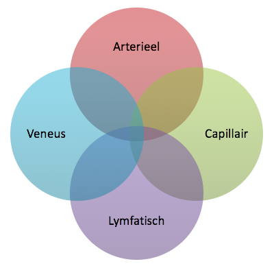 Arterieel = slagaders, veneus = aders, capillair = haarvaten, lymfatisch = lymfevaten.