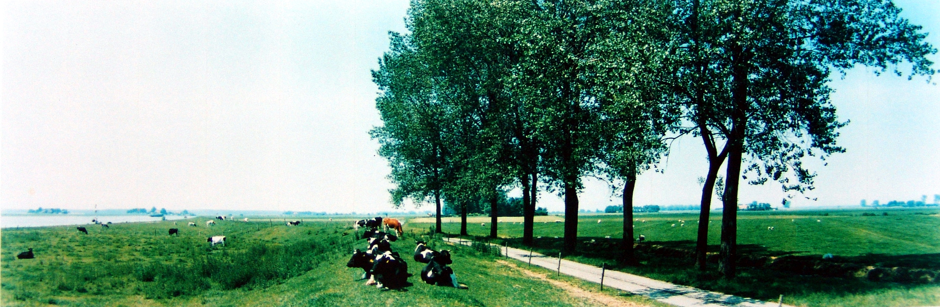 Jan Koster | De IJsseldijk en de Kattenwaard | 26 juni 1995 | 51 x 132 cm