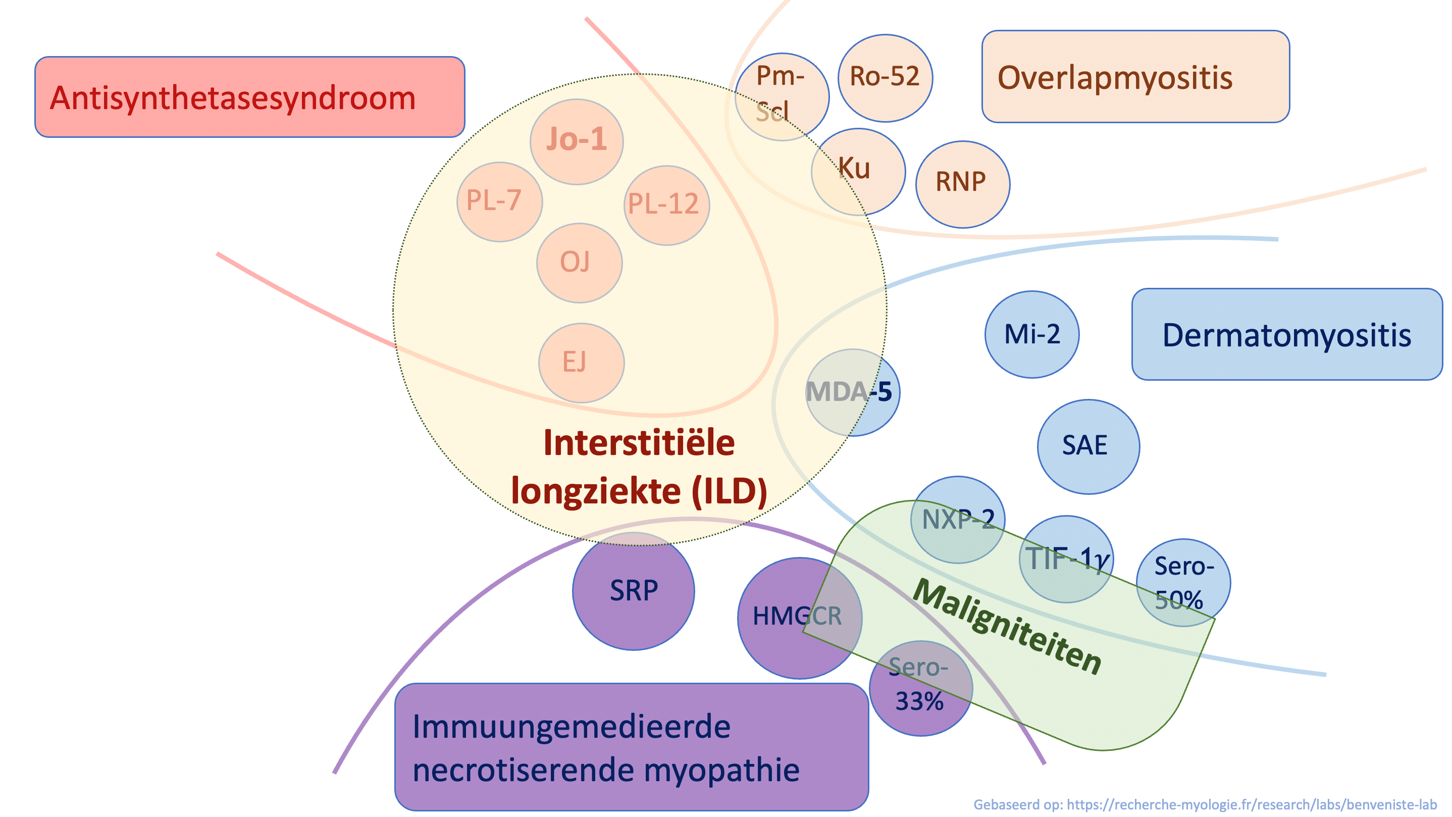 De relatie tussen myositis auto-antistoffen met interstitiële longziekte en maligniteiten. De myositis-specifieke antistoffen zijn rood, paars en blauw afgebeeld; de myositis-geassocieerde antistoffen beige.