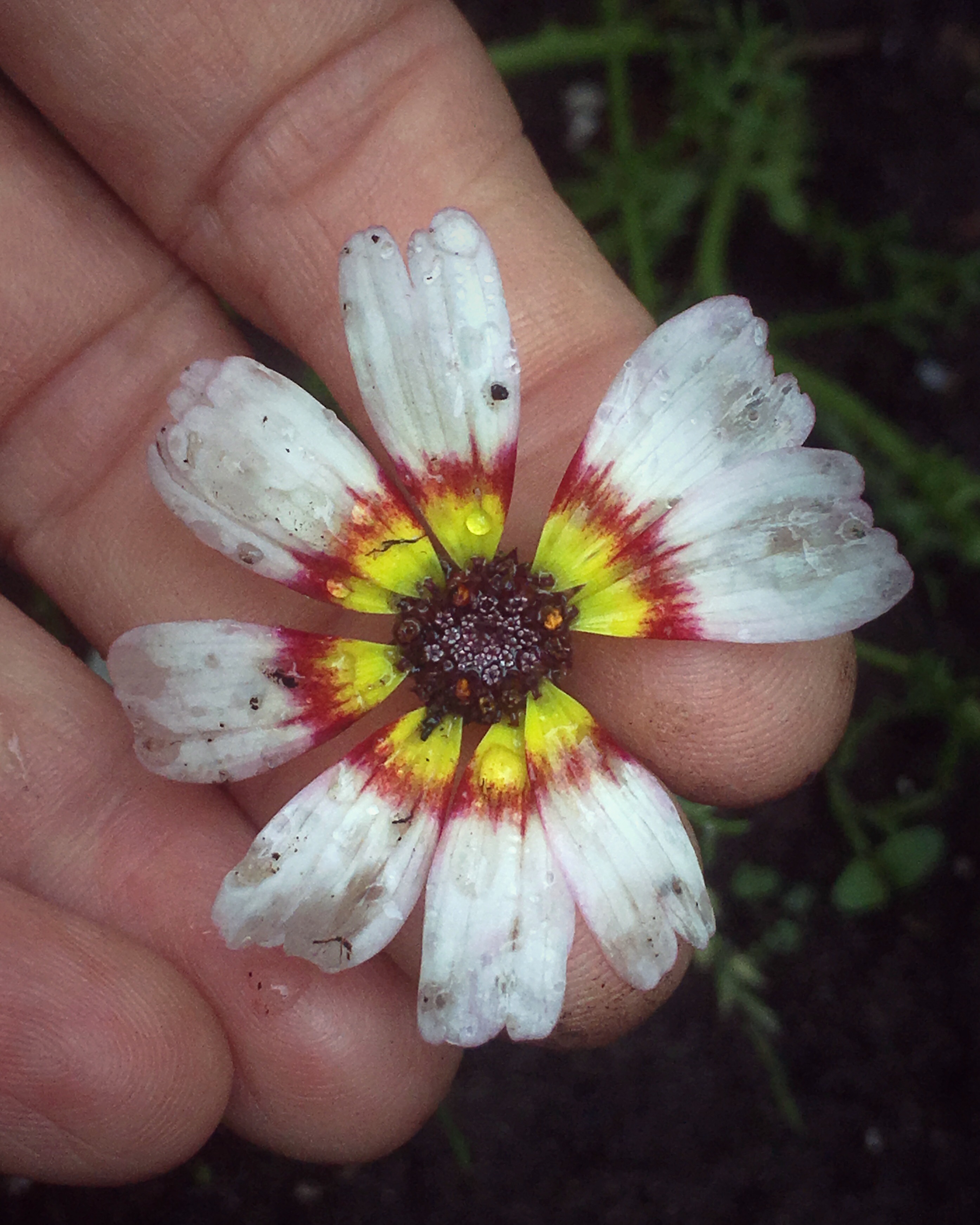 Elspeth Diederix fotografeert haar tuin: ‘Kijk toch hoe mooi, die bonte blaadjes!’